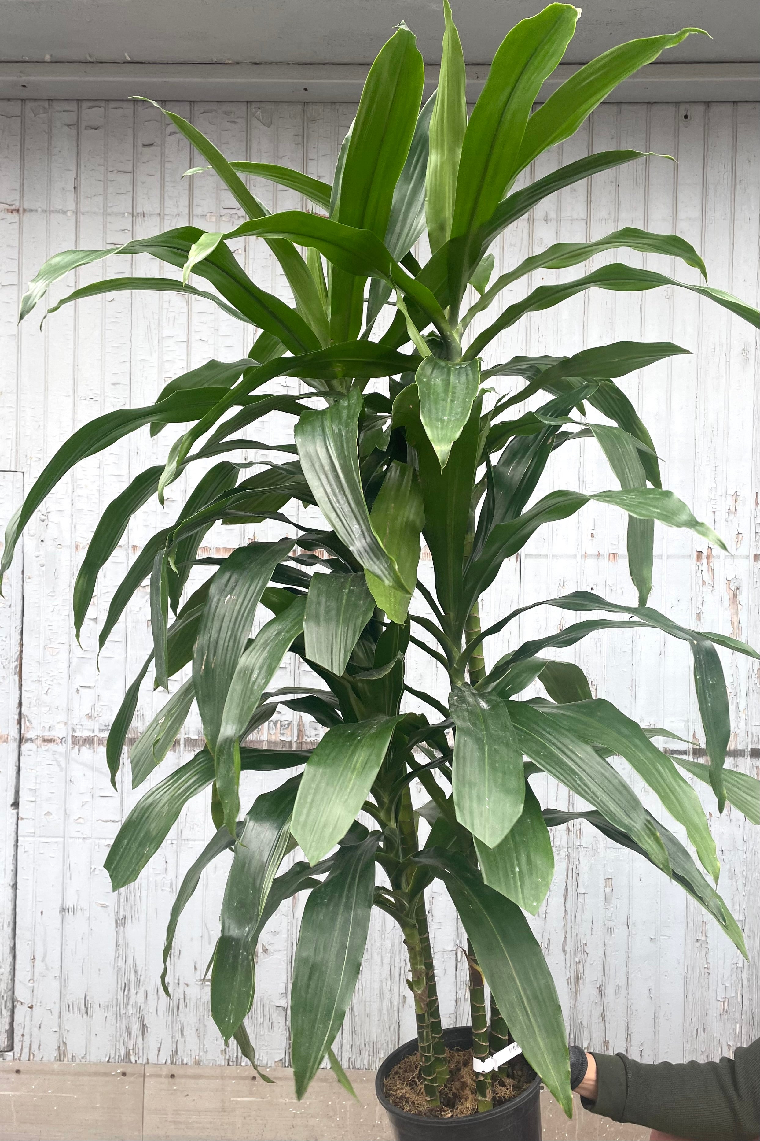 Dracaena 'Janet Craig' #2 Tips - Premium Indoor Houseplant for Home & Office Decor - Perfect for Living Rooms, Bedrooms, and Workspaces