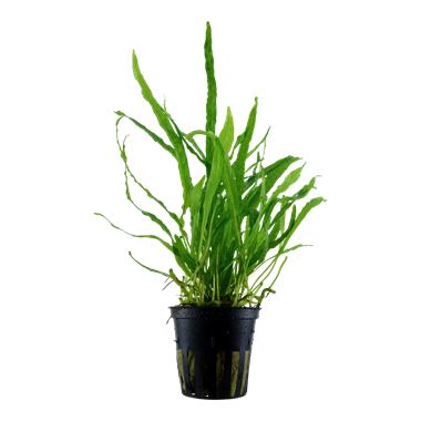 TCulture Microsorum Pteropus Narrow Leaf Java Fern Live Aquatic Plant for Aquarium - Perfect for Fish Tanks, Aquascaping & Low-Light Aquariums