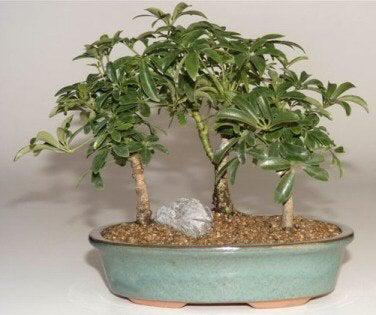 Hawaiian Umbrella Bonsai Tree - 3 Tree Forest Group (Arboricola Schefflera 'Luseanne') | Indoor Bonsai Plant for Home Decor, Office Zen Garden & Gift Idea