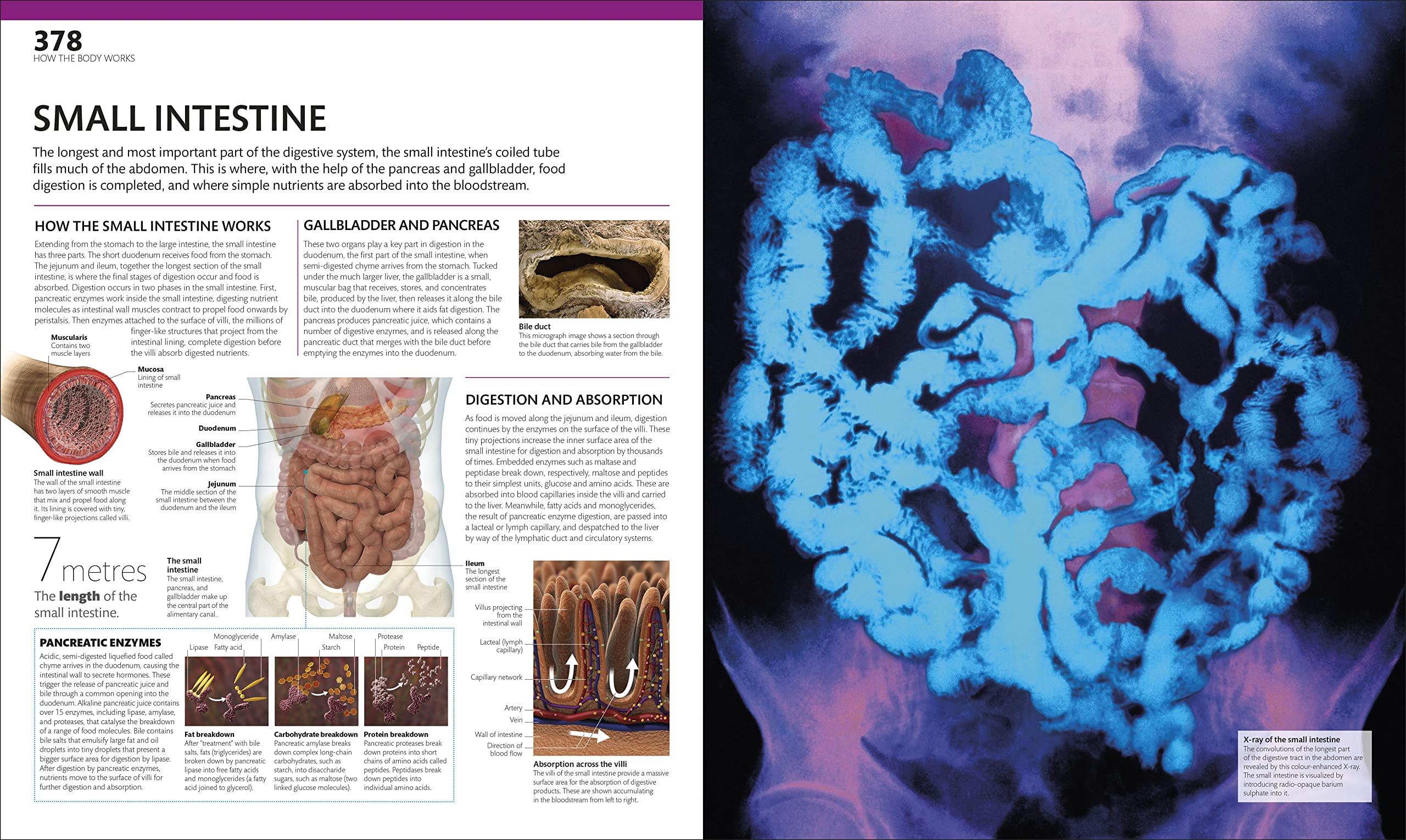 The Complete Human Body: The Definitive Visual Guide | DK Human Body Guides | Anatomy Reference for Students & Medical Professionals | Perfect for Home Study & Classroom Learning