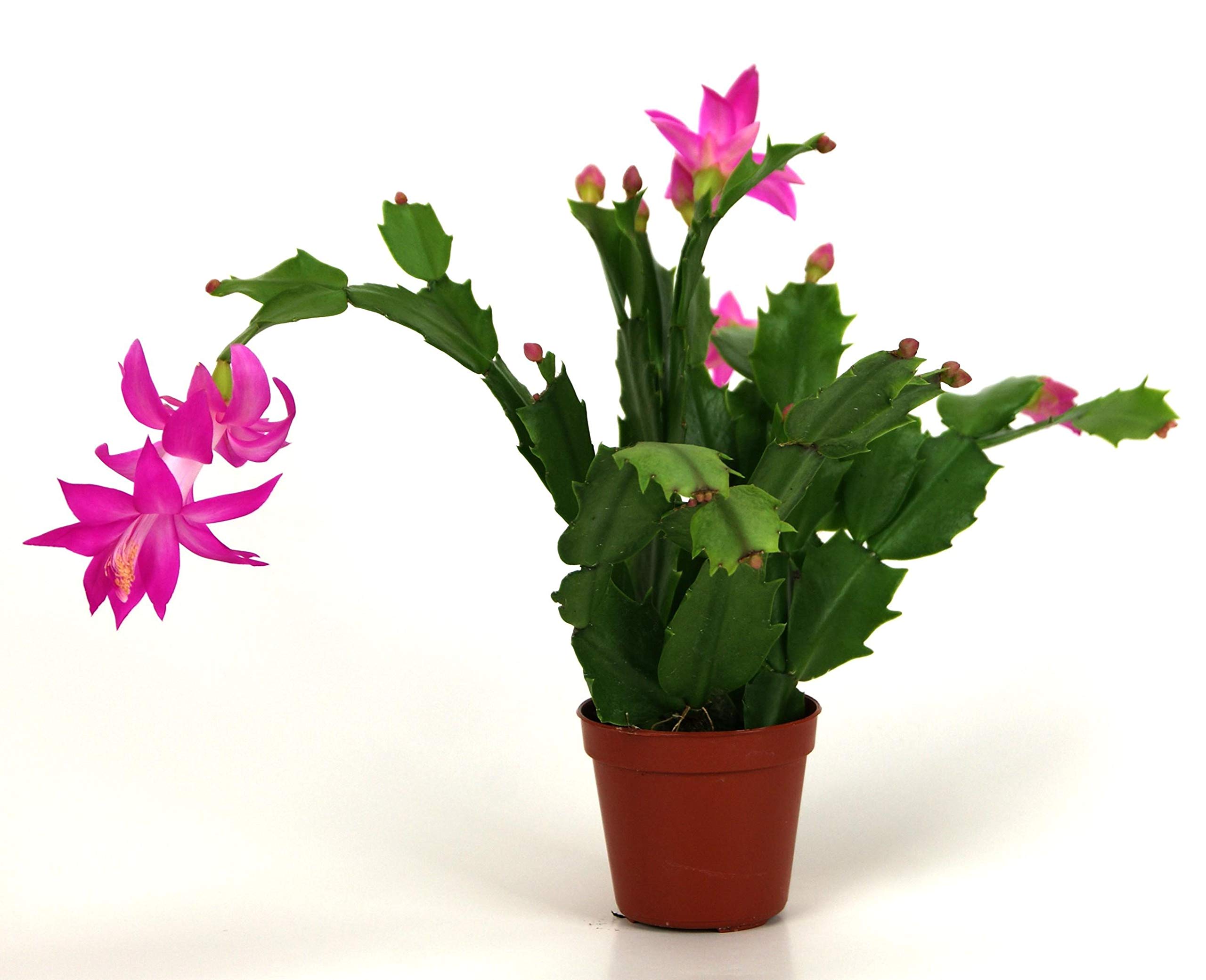 Christmas Cactus Plants (Schlumbergera Bridgesii) - 5 Live Indoor Tropical Succulents in 4 Inch Pots - Perfect for Home Decor, Office Plants & Holiday Gifts