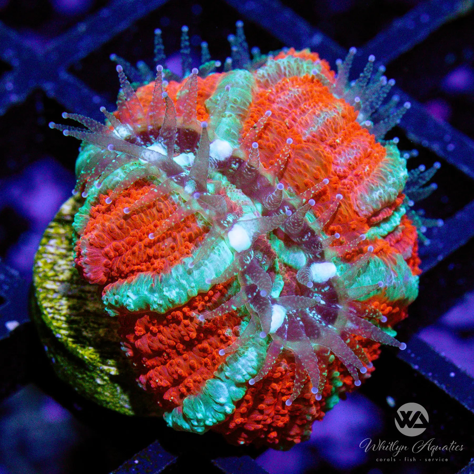 B40 WA Icee Asian Acan Coral - Premium WYSIWYG Live Coral for Saltwater Aquariums | Perfect for Reef Tanks & Marine Displays