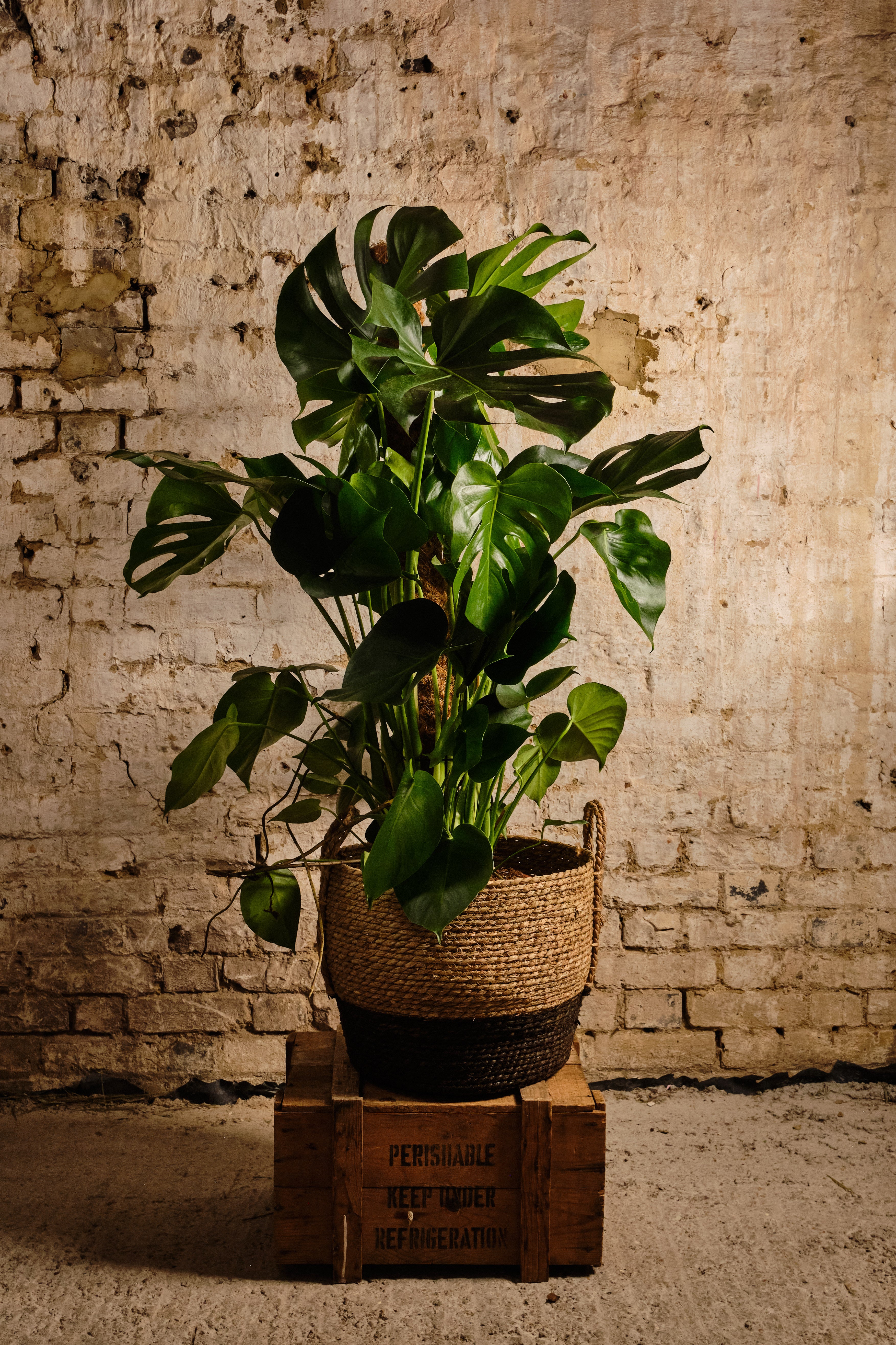 Monstera Deliciosa Swiss Cheese Plant - Indoor Houseplant for Home & Office Decor - Local Delivery or Click & Collect Available