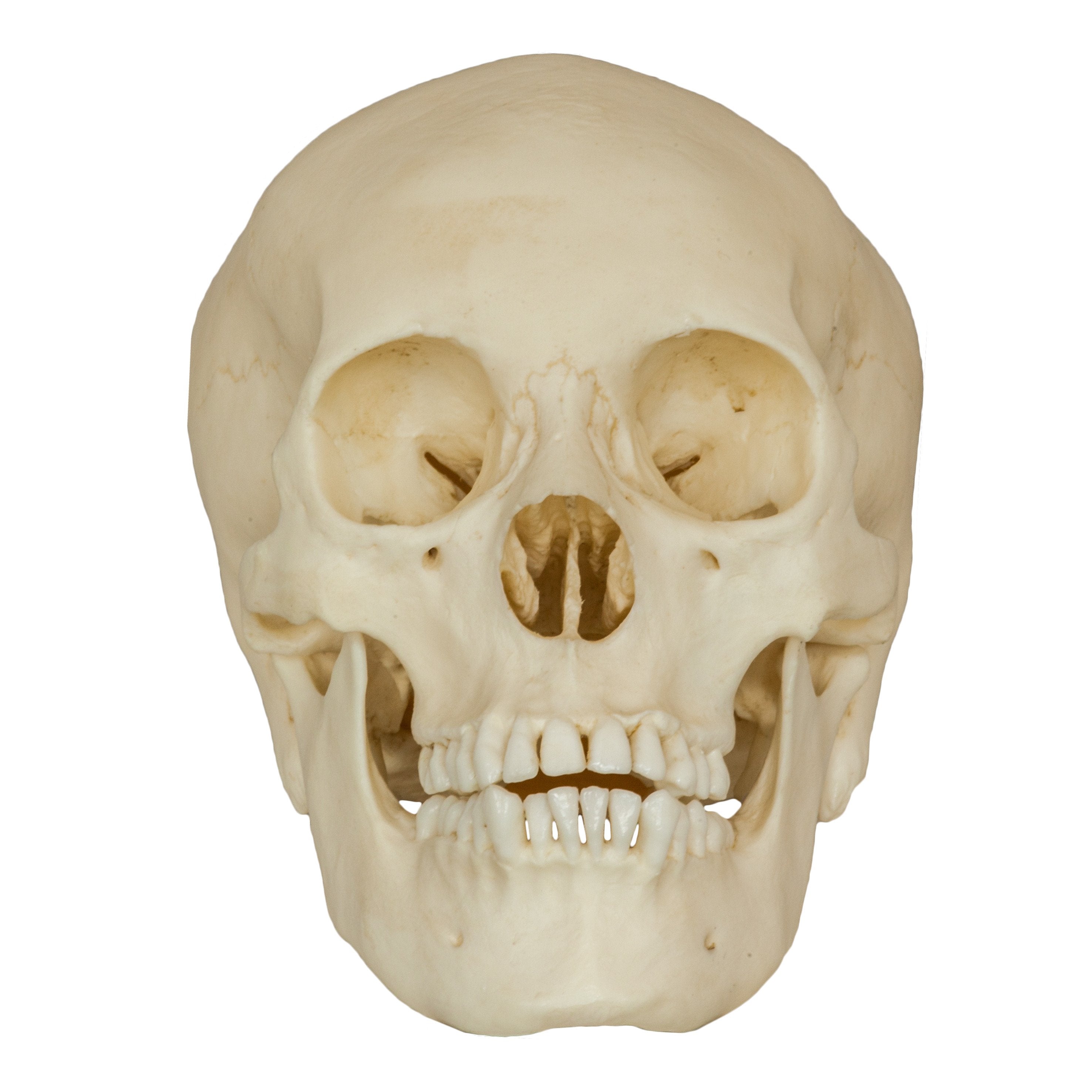 Authentic Replica Human Male Adolescent Skull - Anatomical Model for Medical Study, Halloween Decor & Science Education