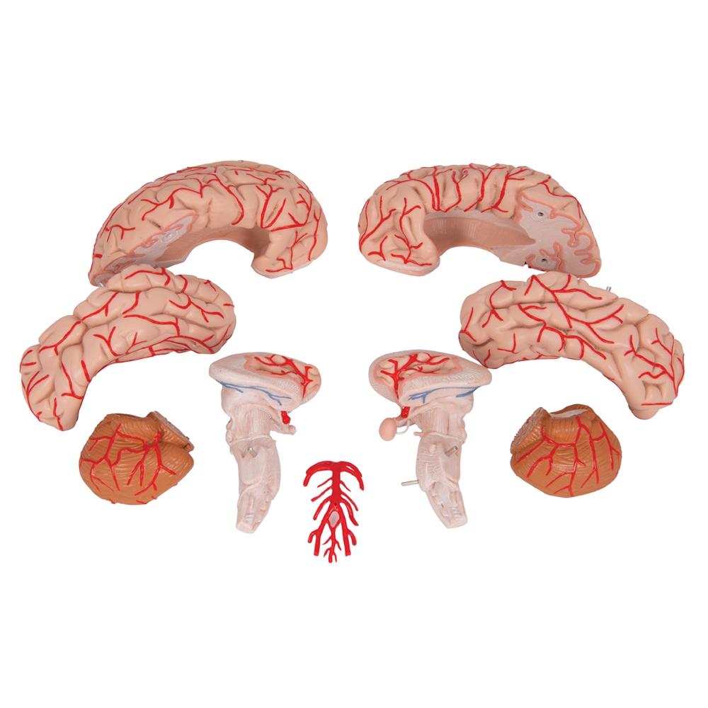 9-Part Human Brain Model with Arteries - Detailed Anatomy Study Tool for Medical Students & Educators