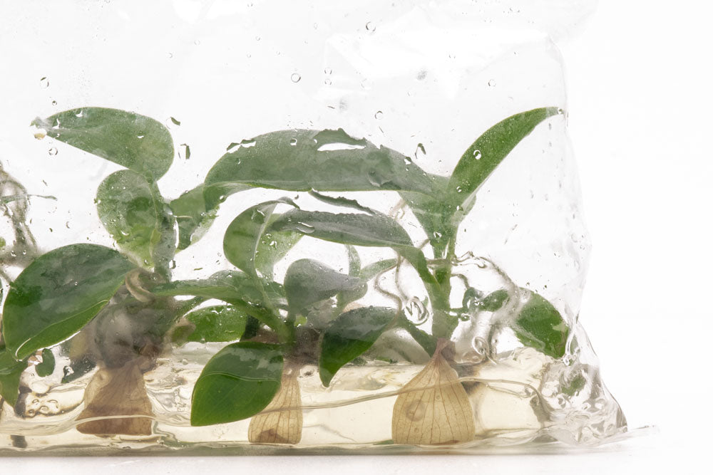 Philodendron Florida Beauty - Rare Variegated Houseplant for Indoor Decor | Perfect for Home, Office & Gift