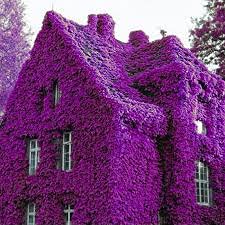 Purple Rock Cress Seeds - 250+ Perennial Flower Seeds for Ground Cover, Rock Gardens & Hanging Baskets - Low Maintenance, Drought Tolerant & Vibrant Purple Blooms - Perfect for Landscaping, Borders & Container Gardening