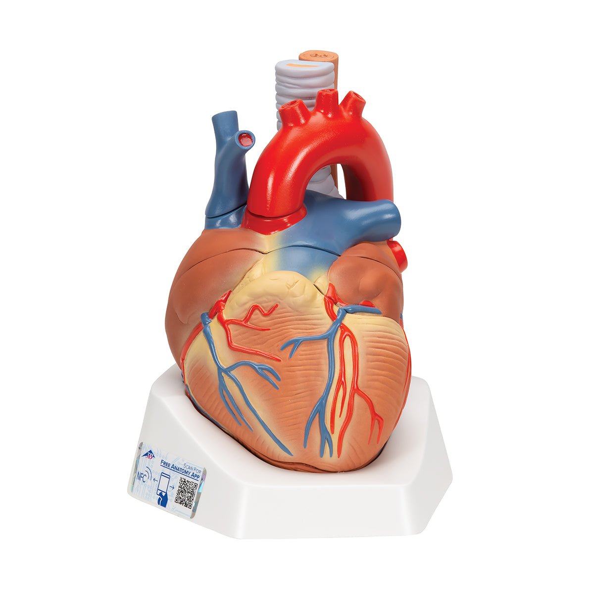 7-Part Human Heart Anatomy Model - Detailed Educational Tool for Medical Students & Biology Classrooms | Perfect for Study, Teaching & Science Demonstrations
