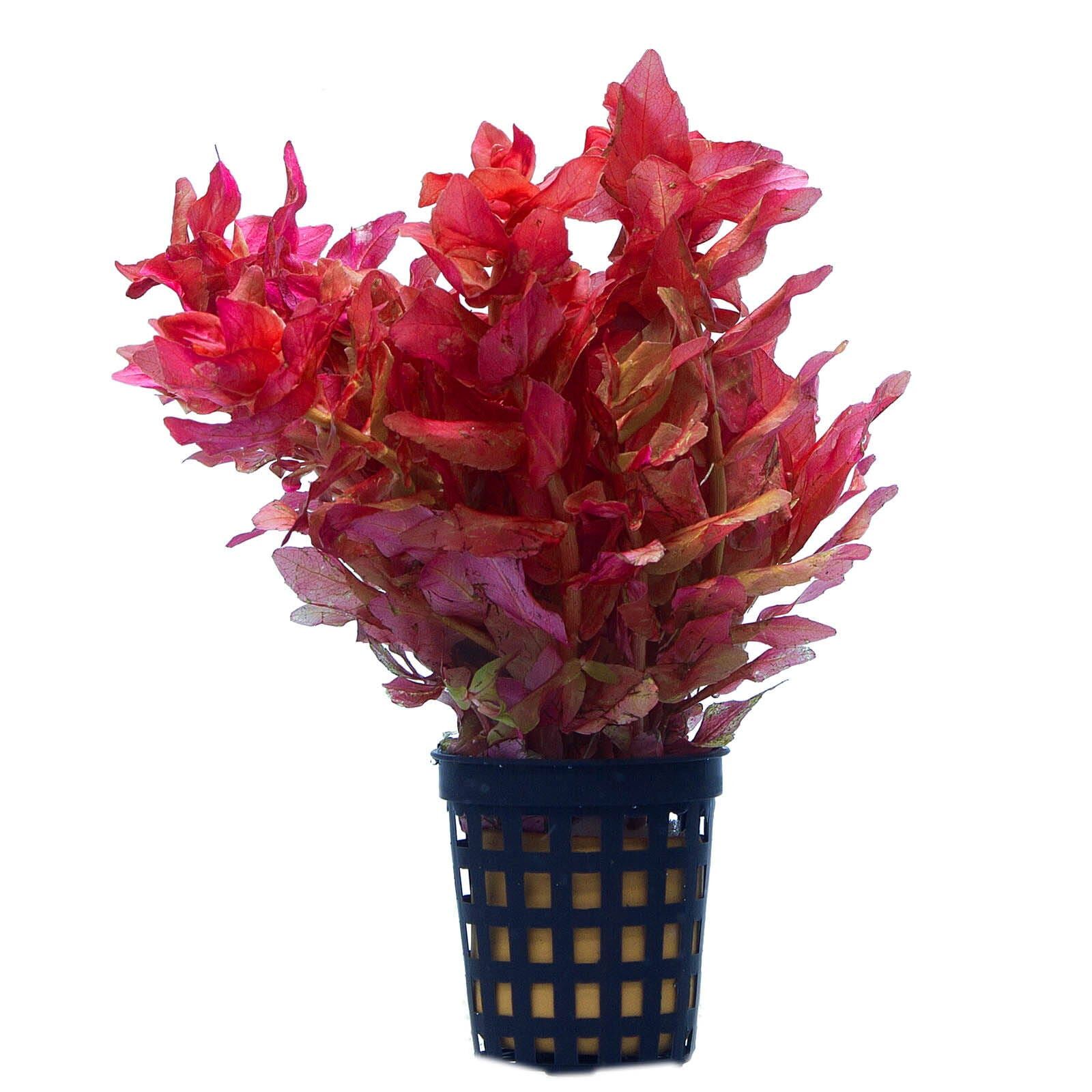 TCulture Rotala Macrandra Live Aquarium Plant (Pot) - Perfect for Freshwater Fish Tanks, Aquascaping & Aquatic Gardens