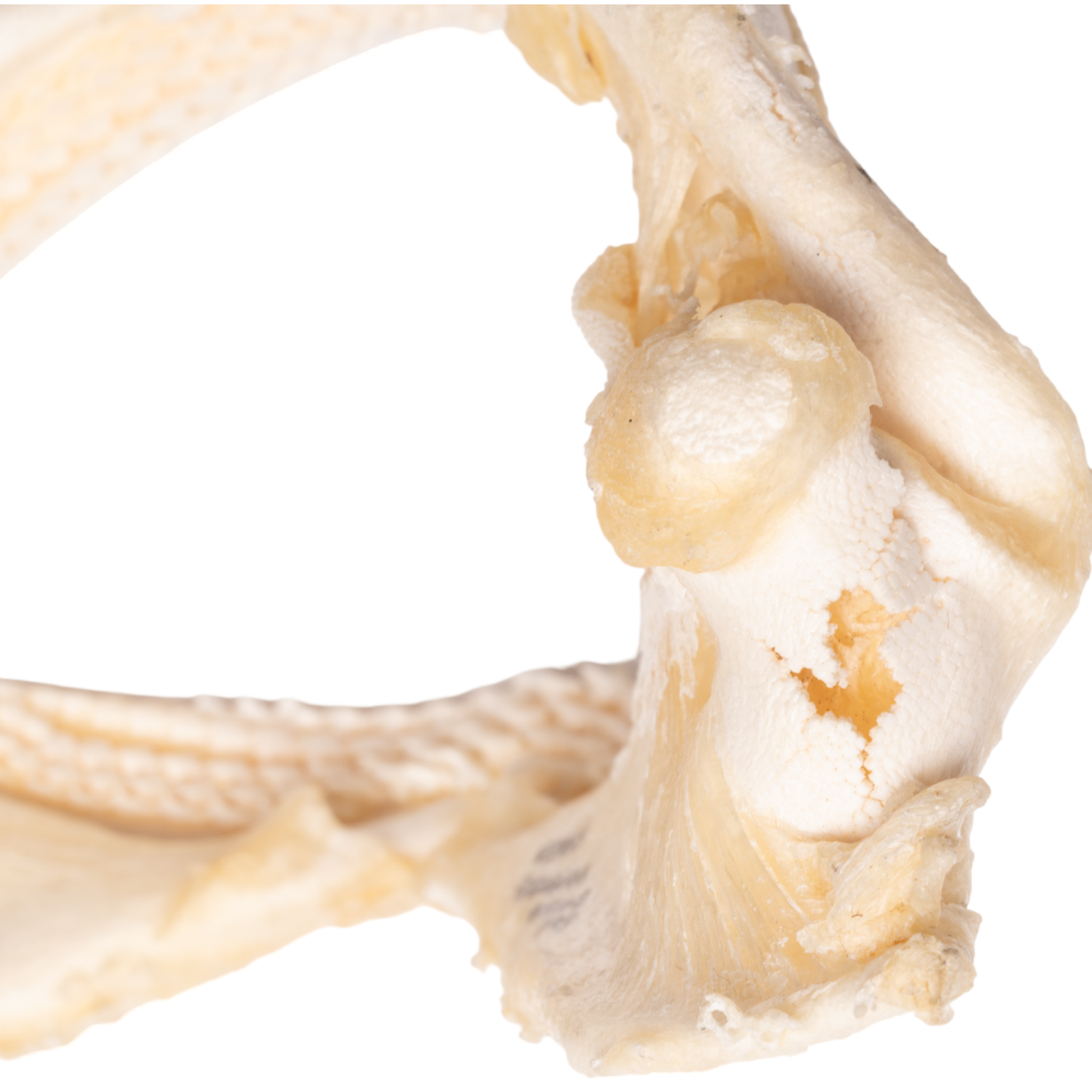 Authentic Tawny Nurse Shark Jaw - 7.5 Inches - Rare Marine Biology Specimen for Collectors & Home Decor - Perfect for Ocean-Themed Displays, Educational Projects & Unique Gifts