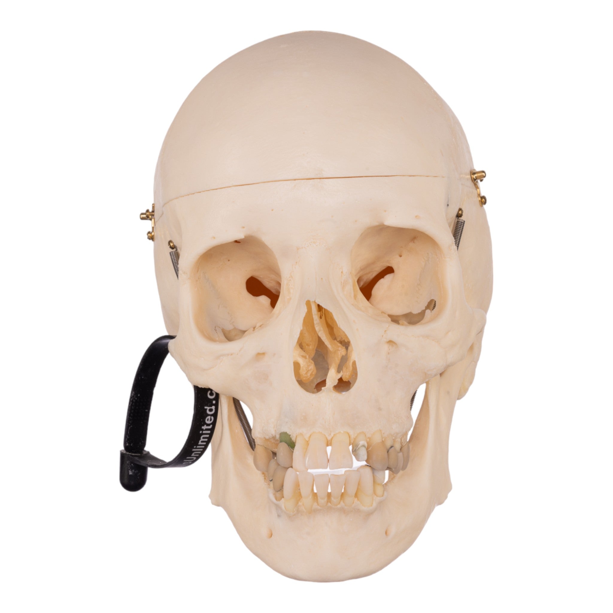 Premium Anatomical Human Skull Model - Accurate Medical & Educational Replica for Students, Doctors & Collectors | Perfect for Classroom Study, Medical Training & Halloween Decor