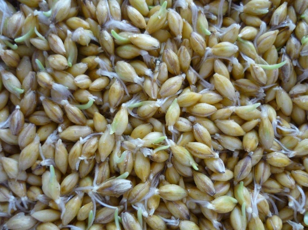 Organic Golden Flax Seeds 500 Count - Non-GMO Superfood for Sprouting, Smoothies & Baking | High in Omega-3 & Fiber | Perfect for Healthy Salads, Yogurt Toppings & Homemade Bread