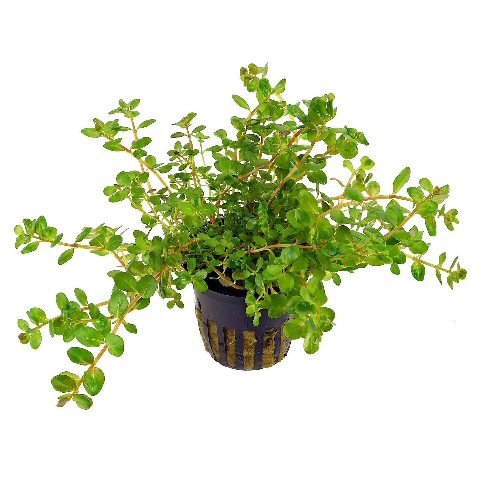 TCulture Rotala Rotundifolia Live Aquarium Plants (Potted) - Perfect for Freshwater Fish Tanks, Aquascaping & Aquatic Decor