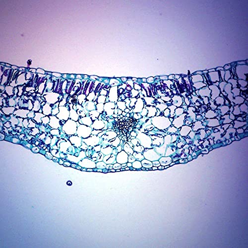 Geranium Leaf (Pelargonium) Cross Section Microscope Slide - Plant Anatomy Study Specimen for Biology Classrooms & Science Labs