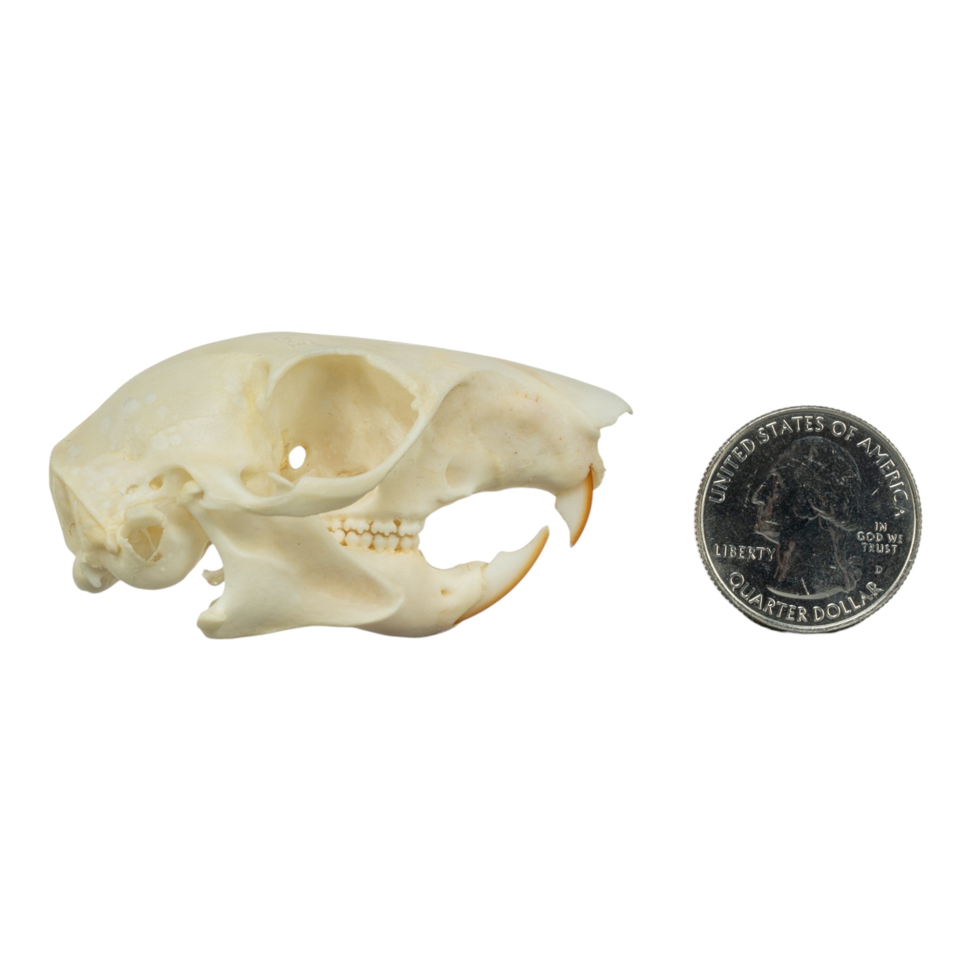 Realistic Squirrel Skull Replica - Detailed Animal Bone Specimen for Halloween Decor, Taxidermy Display & Science Education - Perfect for Gothic Home Decor, Biology Classrooms & Oddity Collections