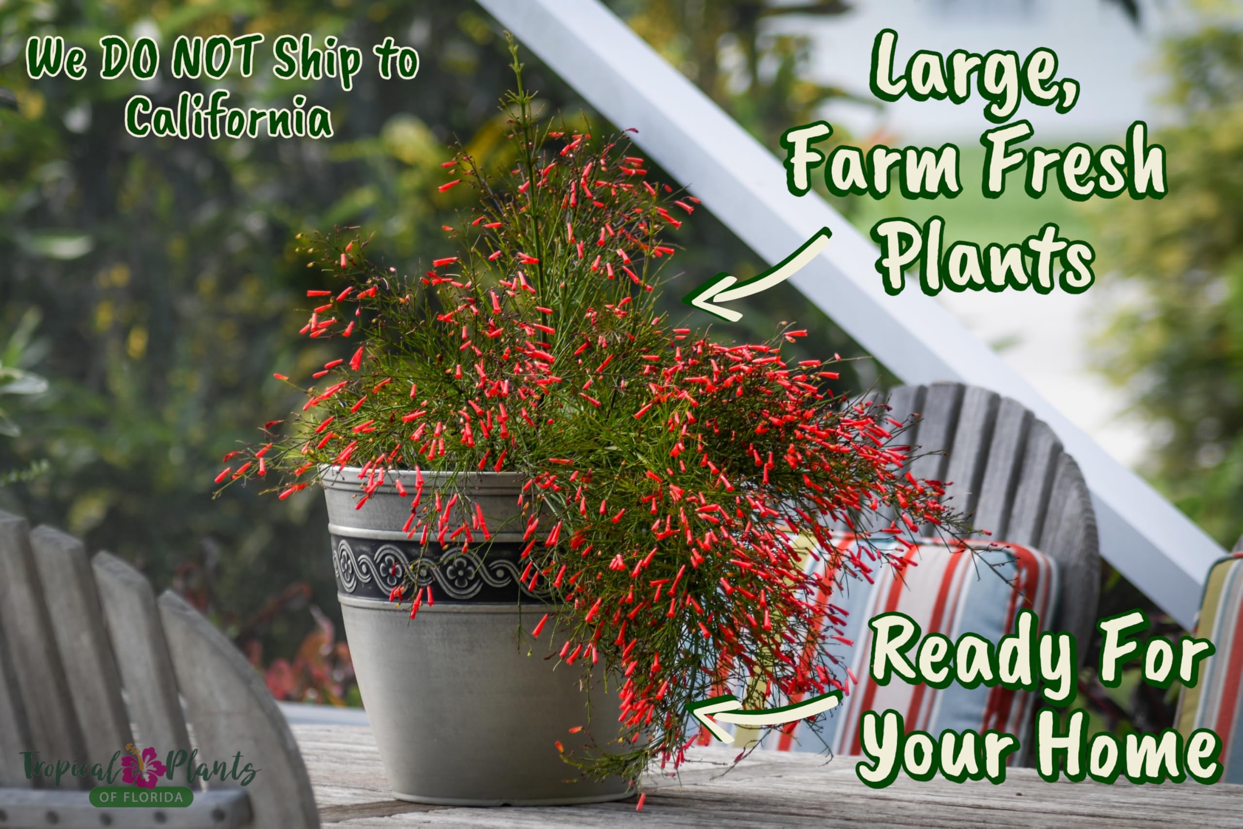 Red Firecracker Bush Live Plant - 24