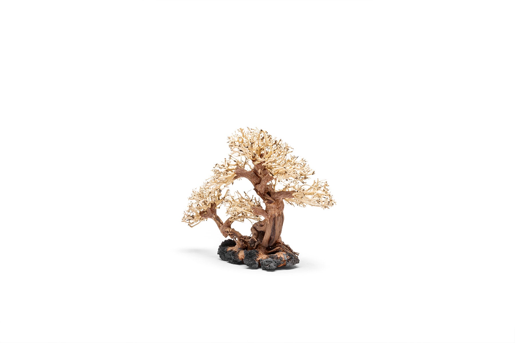 Uns Bonsai 011 - Premium Mini Bonsai Tree for Home & Office Decor | Perfect for Zen Gardens, Desk Decorations, and Gift Ideas