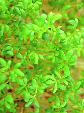 Organic Curled Cress Seeds 1 lb - Non-GMO Sprouting Seeds for Microgreens, Baby Salad Greens | Perfect for Home Gardening, Hydroponics & Healthy Salads