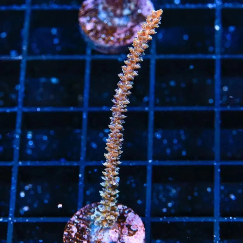 Live Aquacultured Gorgonian Coral for Saltwater Reef Tanks - Beautiful Marine Aquarium Decoration for Coral Lovers
