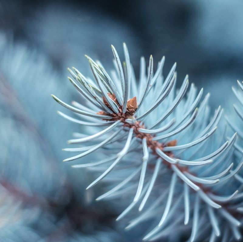 Premium Icy Blue Spruce Essential Oil - 100% Pure Natural Aromatherapy Oil for Diffusers, Candles & Soap Making - Relaxing Winter Forest Scent for Home Spa & Holiday Decor