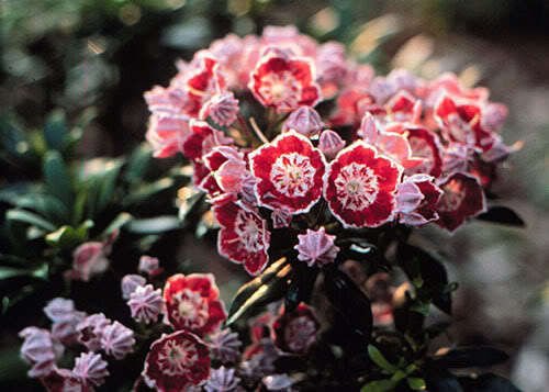 50 Mountain Laurel (Kalmia Latifolia) Shrub Seeds - White, Pink, Red Flowering Bush - Perfect for Landscaping, Gardens & Natural Fences