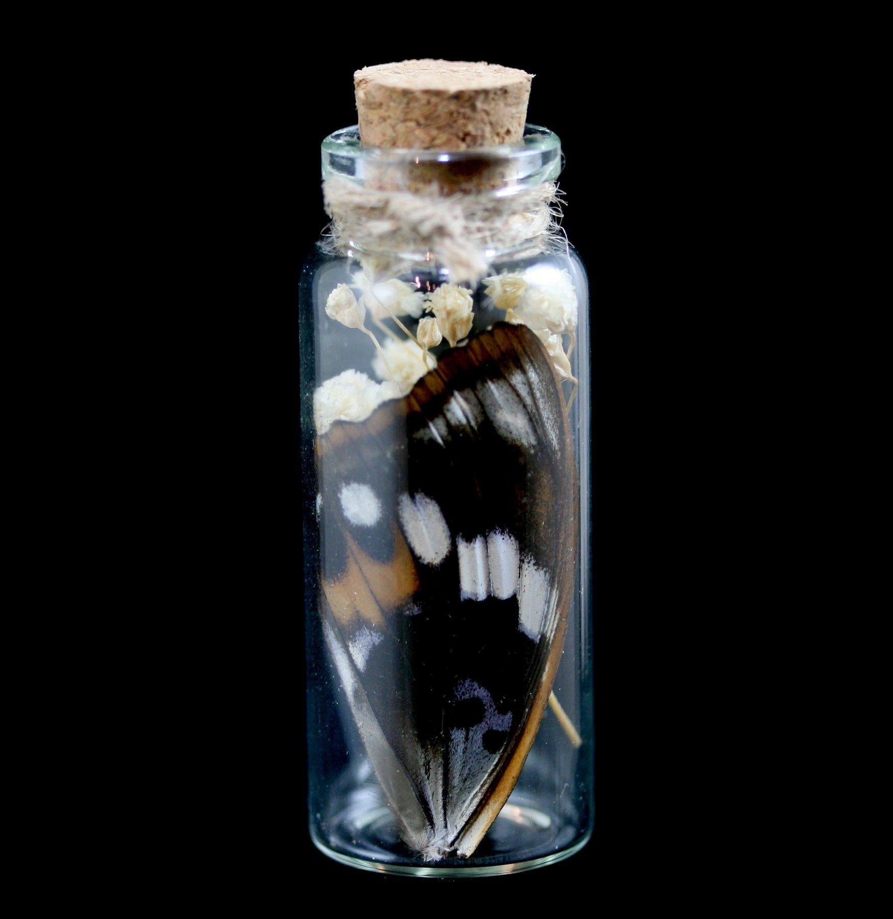 Butterfly Wing in Glass Bottle - Unique Decorative Collectible for Home, Office & Gift Giving - Perfect for Nature Lovers & Science Enthusiasts