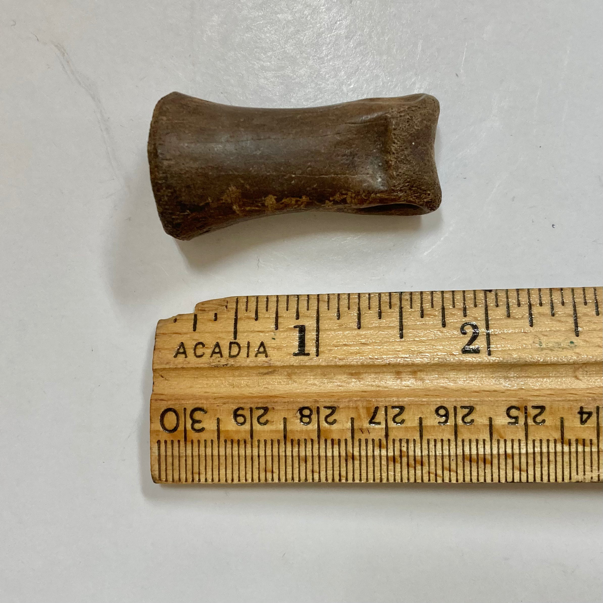 Authentic Struthiomimus Dinosaur Finger Bone Fossil - Rare Prehistoric Collectible for Paleontology Enthusiasts & Science Education Display