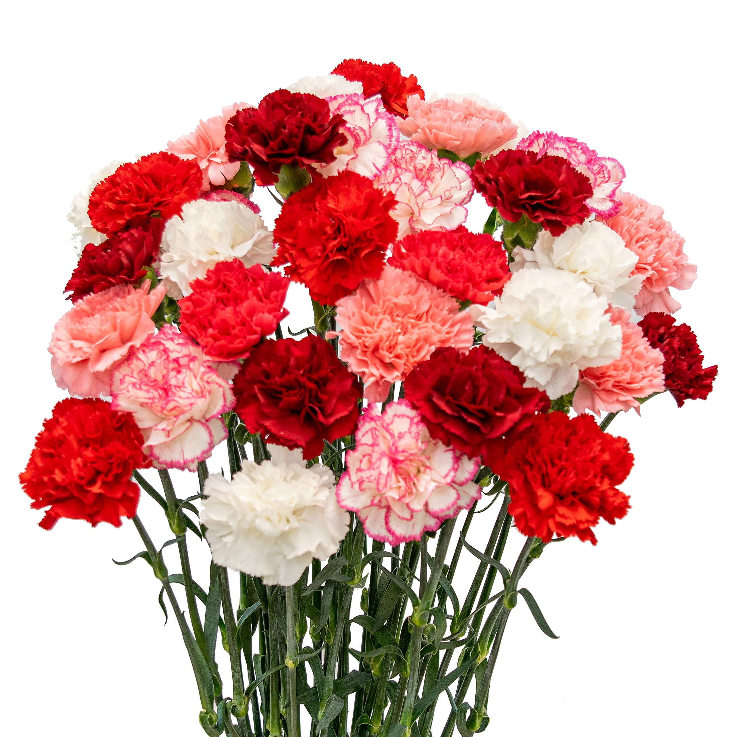 Fresh Natural Cut Carnations - Valentine's Day Special Variety Pack (200 Stems) | Perfect for Romantic Bouquets, Wedding Centerpieces & Holiday Decorations