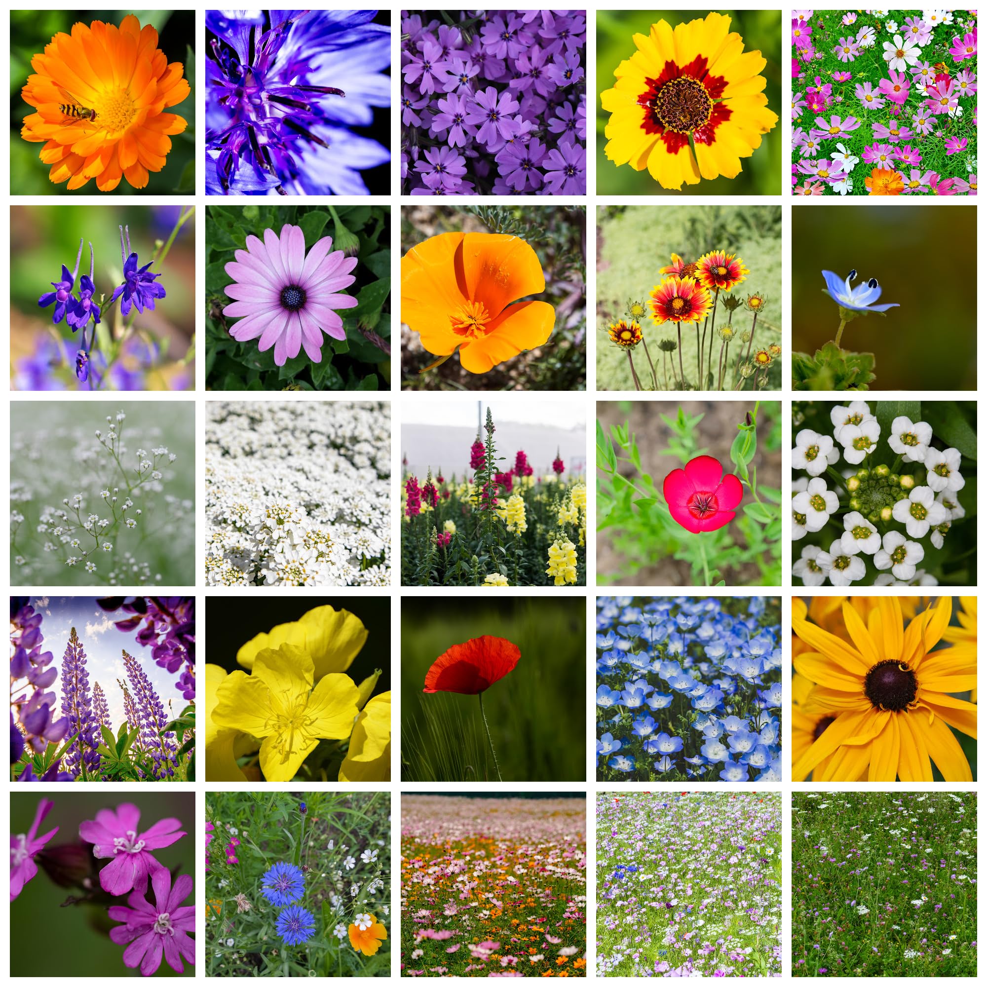 All Annual Wildflower Mix Seeds for Planting - 1 Lb ~16,000+ Seeds - 21 Varieties Including California Poppy, Indian Blanket & Scarlet Flax - Attracts Bees & Butterflies - Bulk Wildflower Seeds for Gardens, Meadows & Pollinator Habitats