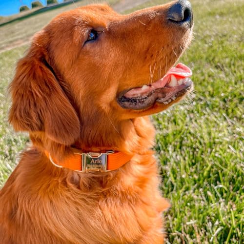 Personalized Dog Collars with Name Engraved Gold Buckle - Custom Stripe Velvet Collar for Small Medium Large Dogs | Matching Leash, Bow Tie & Harness Set | Perfect for Daily Walks, Training & Gifts