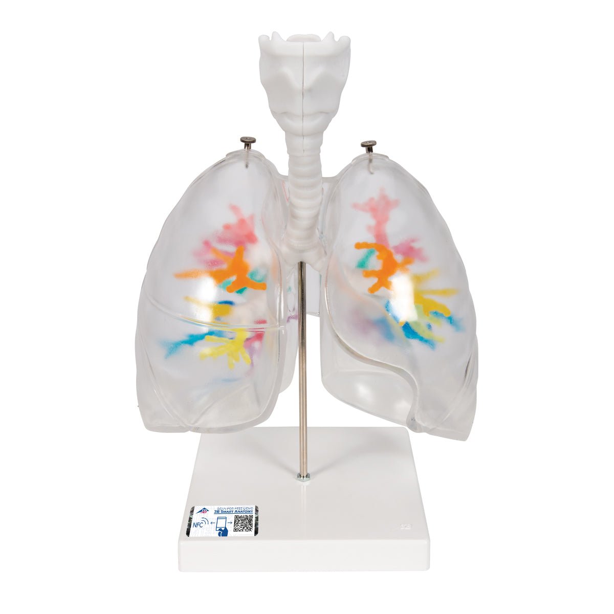 CT Bronchial Tree with Larynx & Transparent Lungs Model - Human Respiratory System Anatomy Model for Medical Students, Doctors & Educators - Perfect for Classroom Demonstrations & Medical Training
