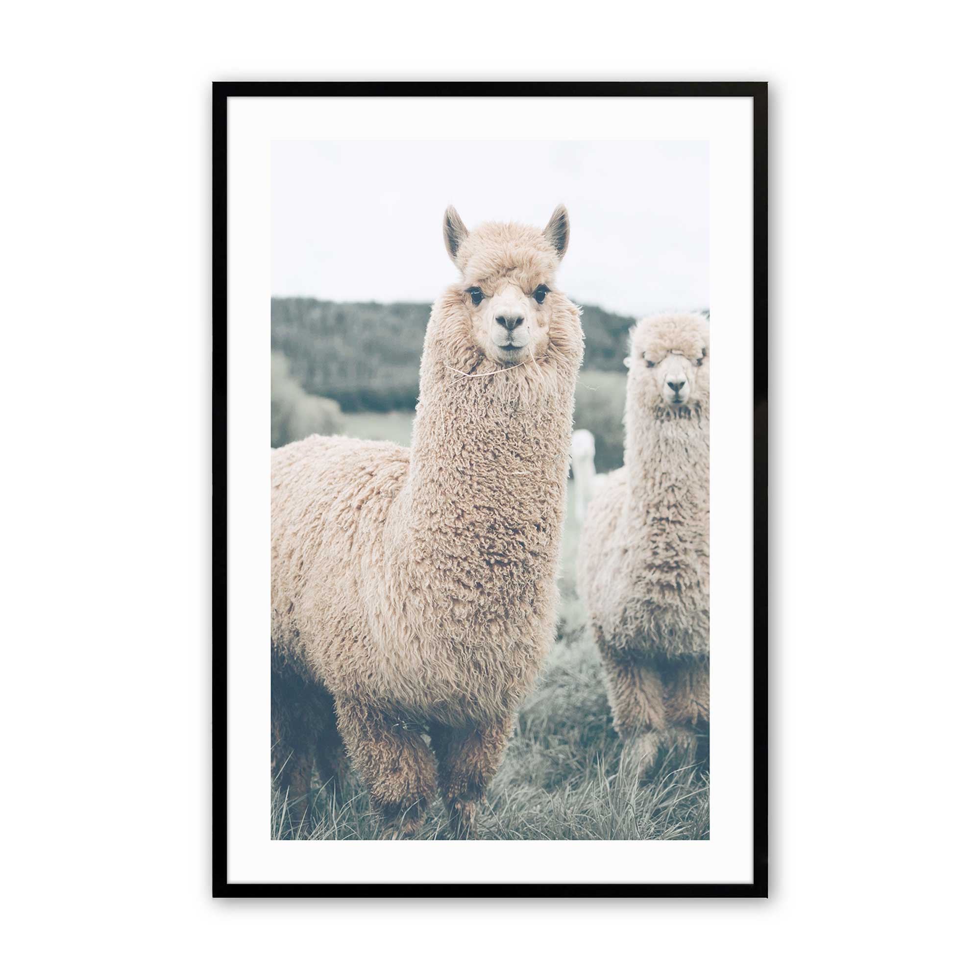 Alpaca Charm Print - Cute Alpaca Pattern Design for T-Shirts, Tote Bags & Home Decor | Perfect for Animal Lovers, Gifts & Boho Style Fashion