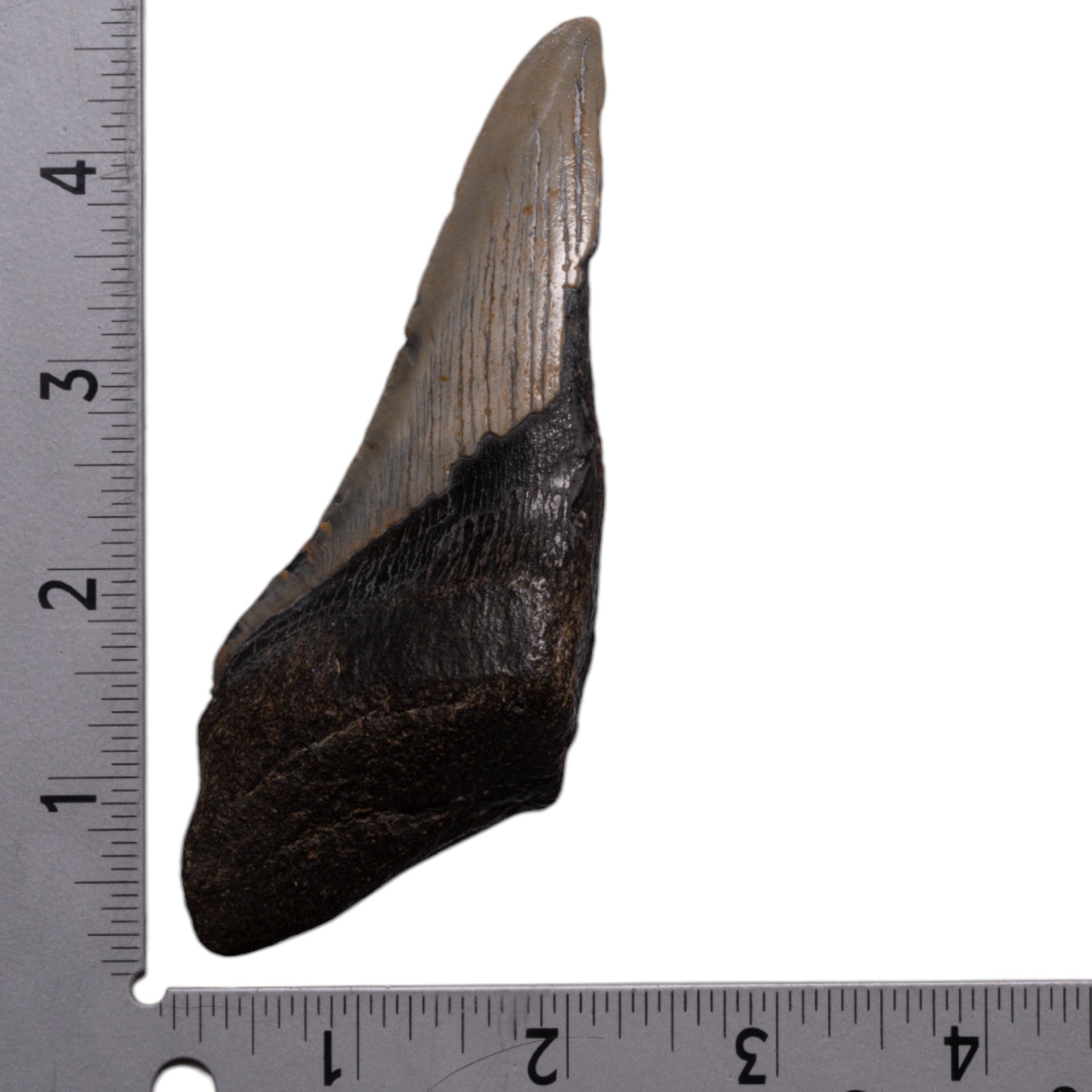 Authentic Megalodon Shark Tooth Fossil - Half Size - Perfect for Collectors, Jewelry Making, and Educational Displays