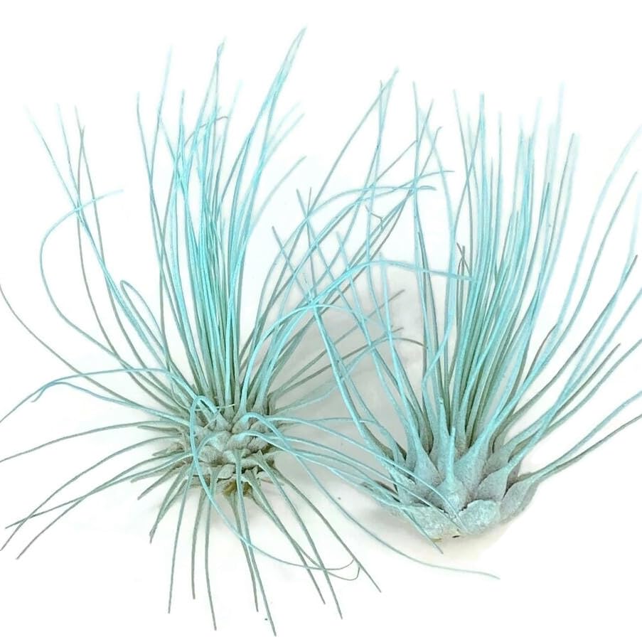 Live Tillandsia Air Plant from Guatemala - Healthy Indoor Houseplant for Home Decor, Office Desk & Gift (Jade Green) | Perfect for Terrariums, Wall Displays & Wedding Favors