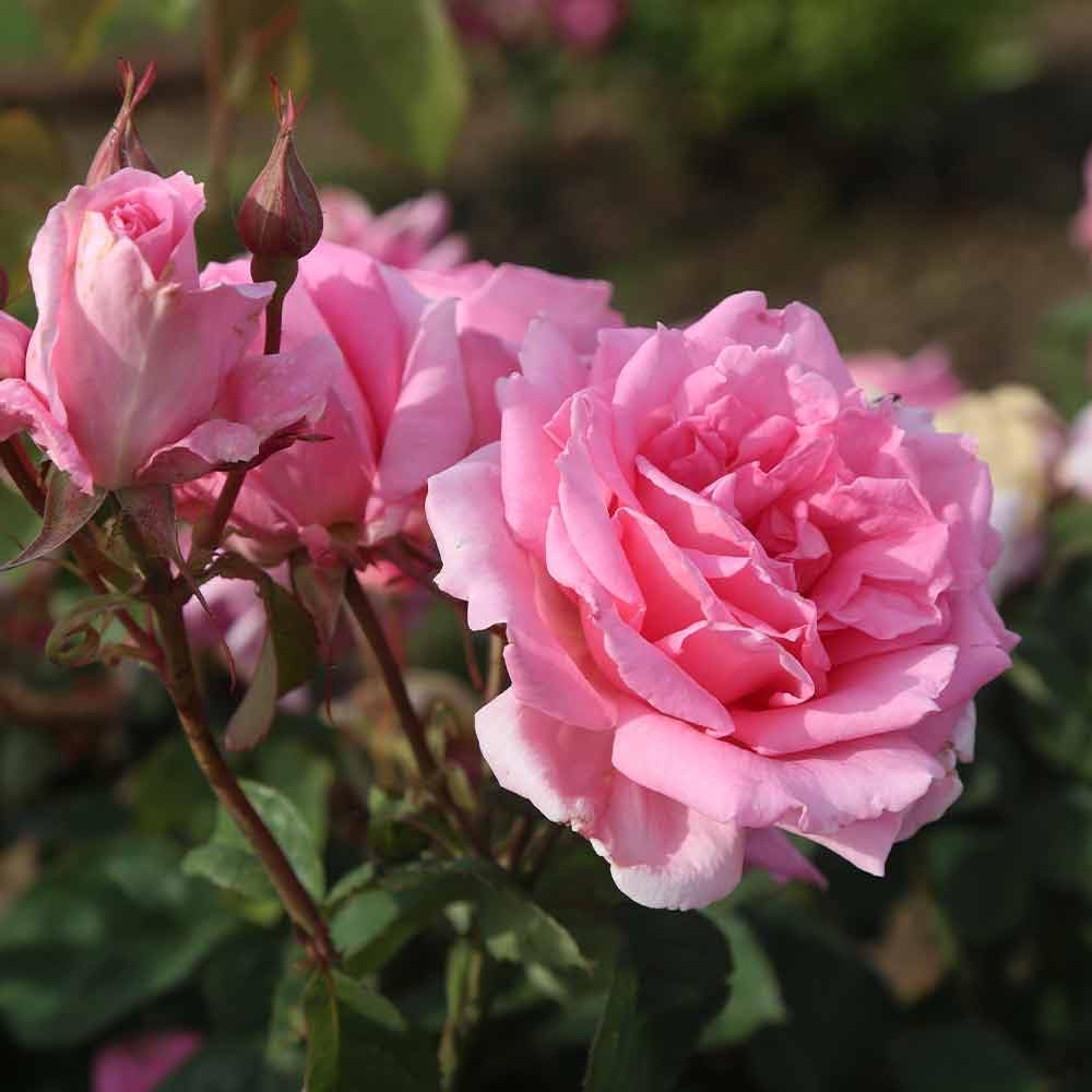 Aunt Honey Pink Rose Bush - Heirloom Roses Hardy Live Outdoor Plant for Garden, Landscaping & Home Decor | Perfect for Planting in Flower Beds, Borders & Containers