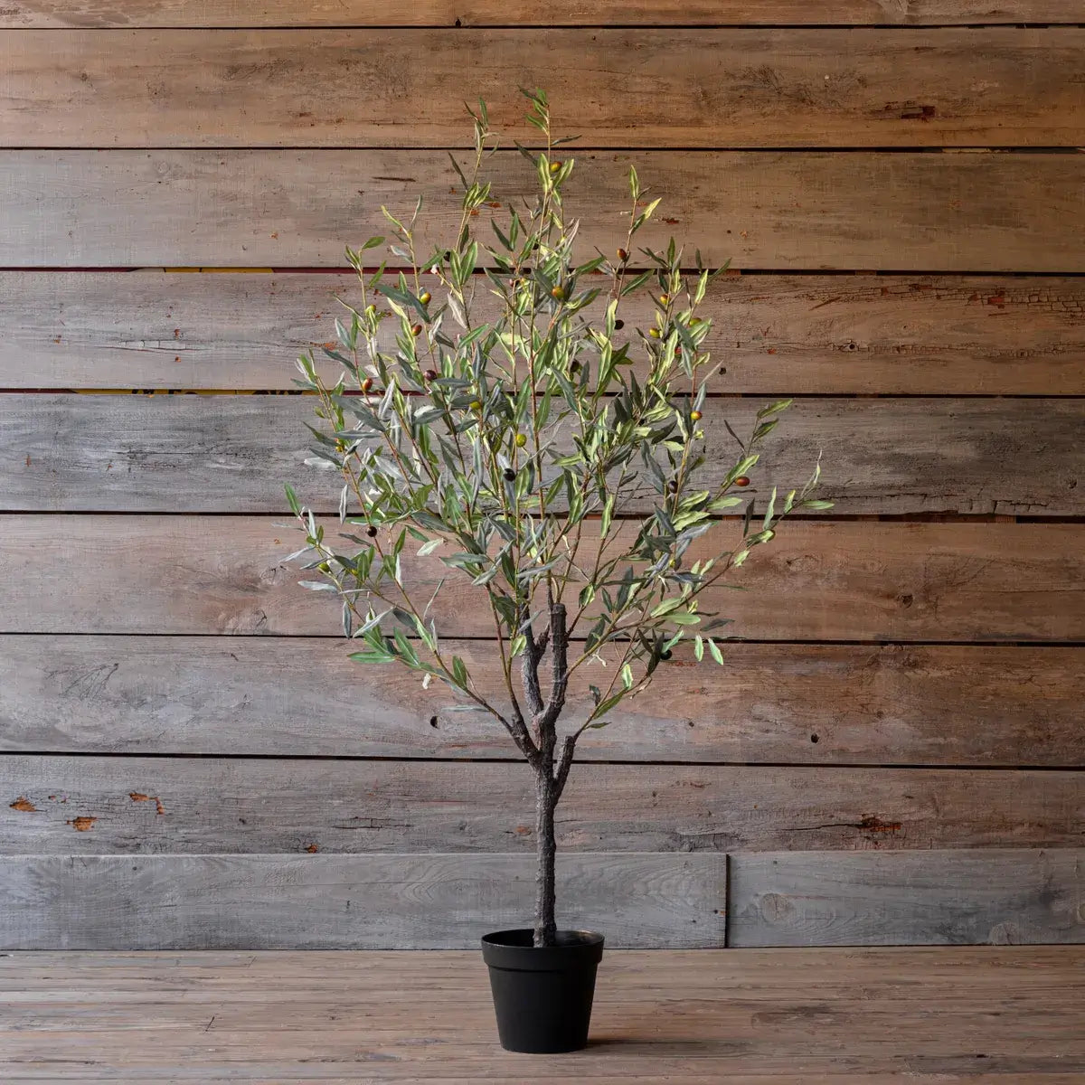 Greek Olive Tree - Premium Potted Olive Plant for Home & Garden Decor - Perfect for Indoor & Outdoor Landscaping, Mediterranean Style Gardens, and Patio Decorations