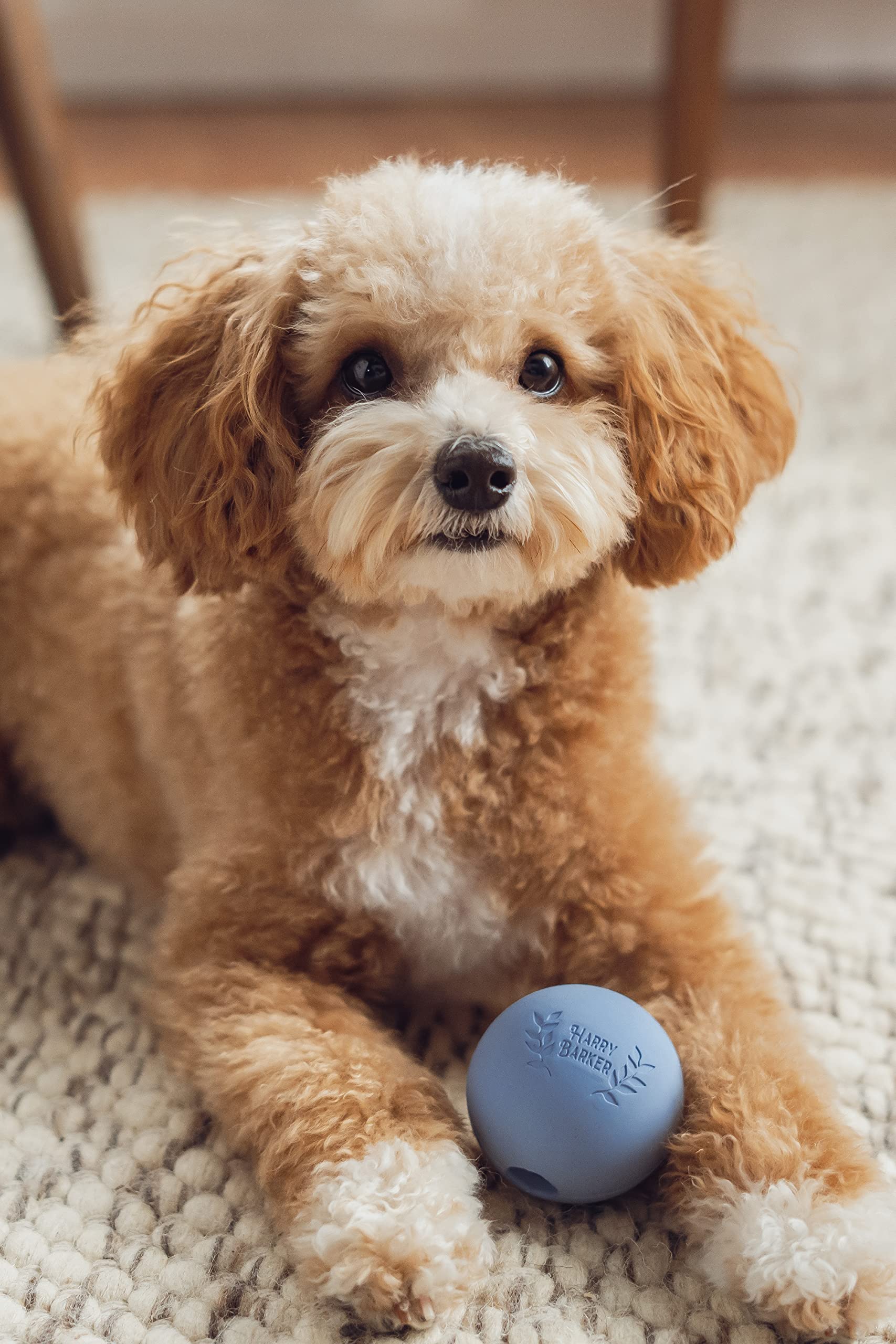 Harry Barker Durable Rubber Balls and Chew Toys for Dogs - 6 Pack of 2.5