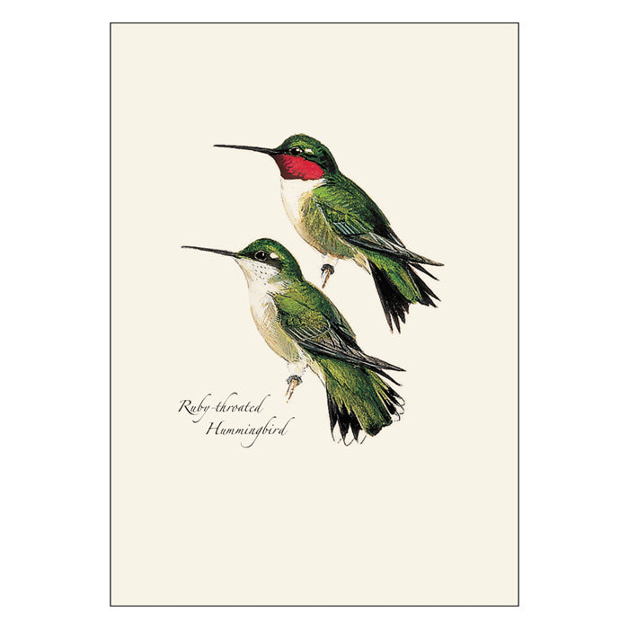 Peterson Hummingbird Notecard Assortment - Beautiful Bird-Themed Greeting Cards for All Occasions | Perfect for Thank You Notes, Birthday Cards, and Special Messages