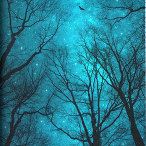 01 Forest Night