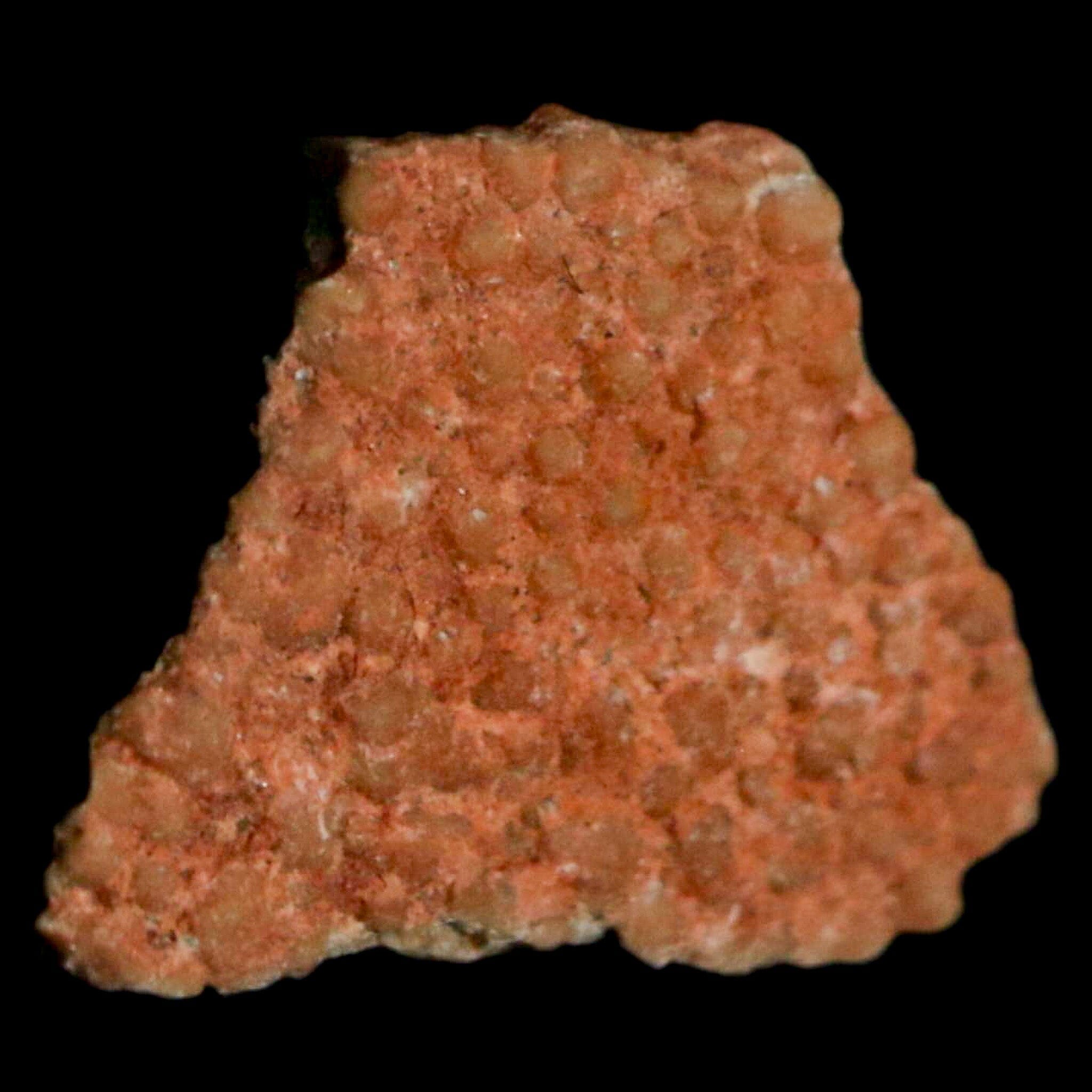 Authentic 0.4 Megaloolithus Titanosaur Dinosaur Fossil Egg Shell from Bouches-du-Rhône, France - Rare Collector's Item for Museum Display & Paleontology Enthusiasts - Perfect for Educational Exhibits, Home Decor, and Fossil Collections