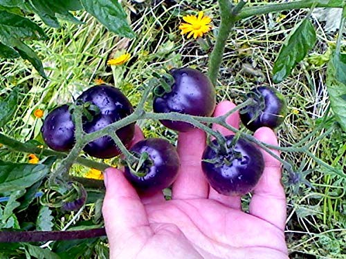 Rare Purple Blue Indigo Rose Tomato Seeds - 20 Count Pack for Home Gardening, Organic Heirloom Variety - Perfect for Salads, Sauces, and Fresh Eating