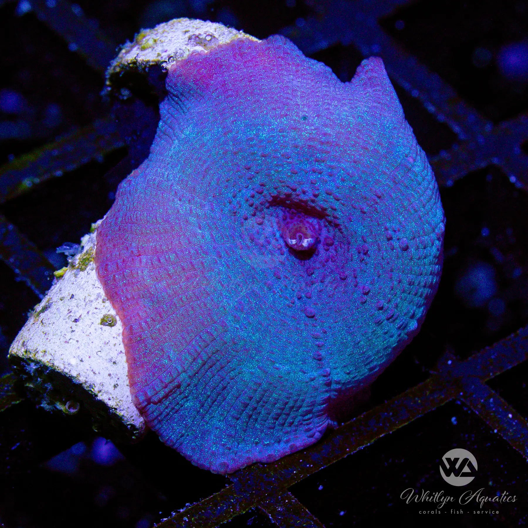 D4 WA Blue Meanie Mushroom - Premium Psychedelic Mushroom Spores for Microscopy Research | Perfect for Home Cultivation & Mycology Studies