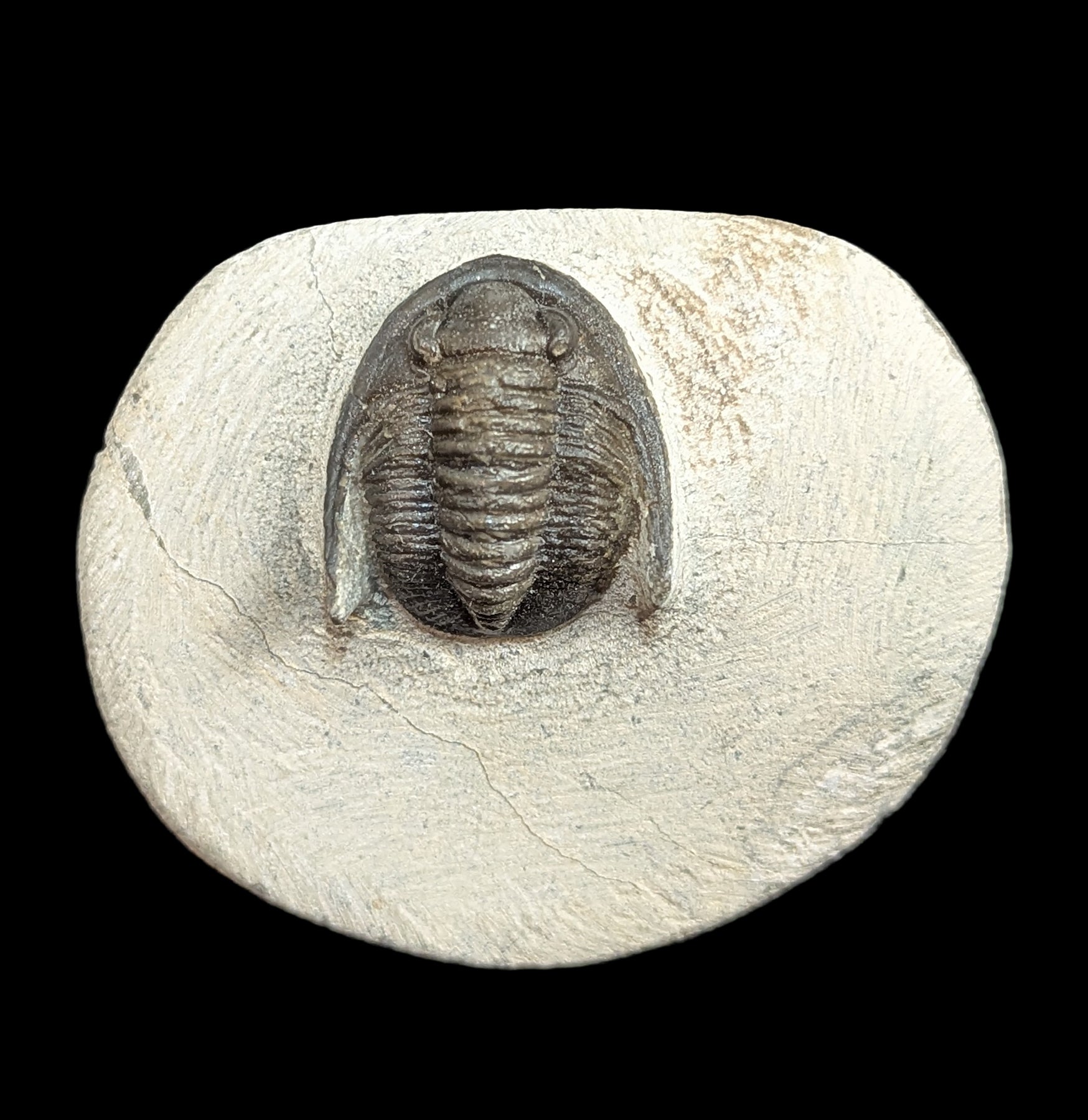 Hollardops Trilobite Fossil in Matrix - Authentic Prehistoric Specimen for Collectors, Education & Home Decor