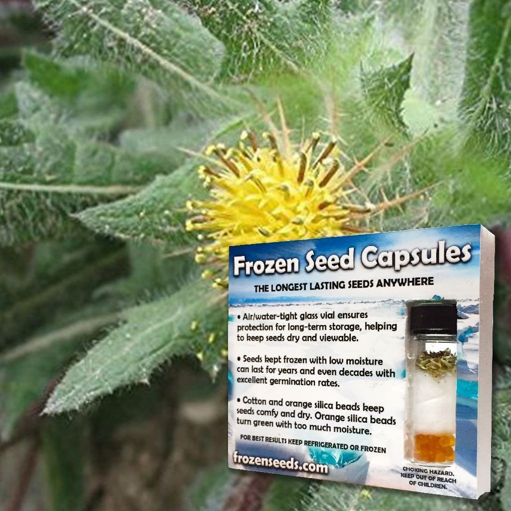 Blessed Holy Thistle Seeds (Cnicus Benedictus) - Pack of 10 Organic Herbal Seeds for Planting - Grow Medicinal Herb Garden, Tea Making & Natural Remedies