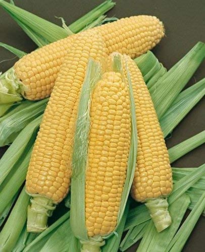 Sweet Incredible Yellow Corn Heirloom Seeds - 75 Non-GMO Seeds with 90% Germination Rate for Home Garden Planting | Perfect for Fresh Eating, Canning & Farm-to-Table Recipes by Isla's Garden Seeds
