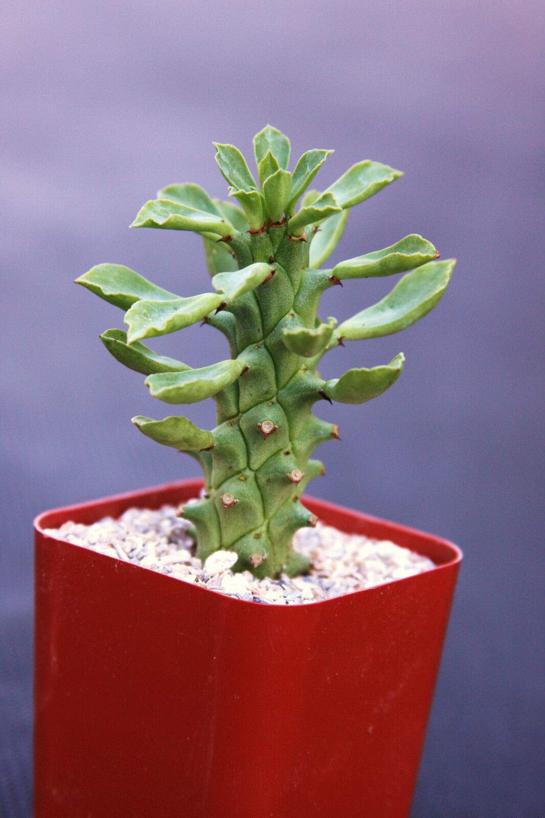 Monadenium Guntheri Rare Exotic Cactus - 2