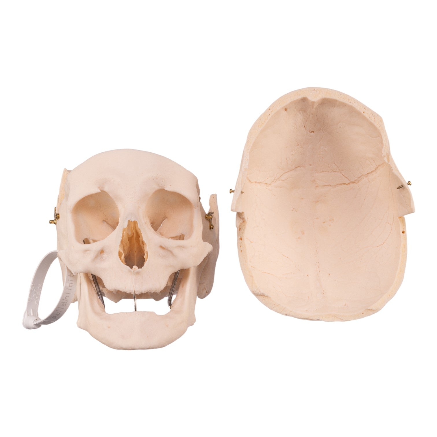 Premium Disarticulated Human Skeleton Model - Anatomically Accurate for Medical Education & Research - Perfect for Classroom, Lab, and Medical Training