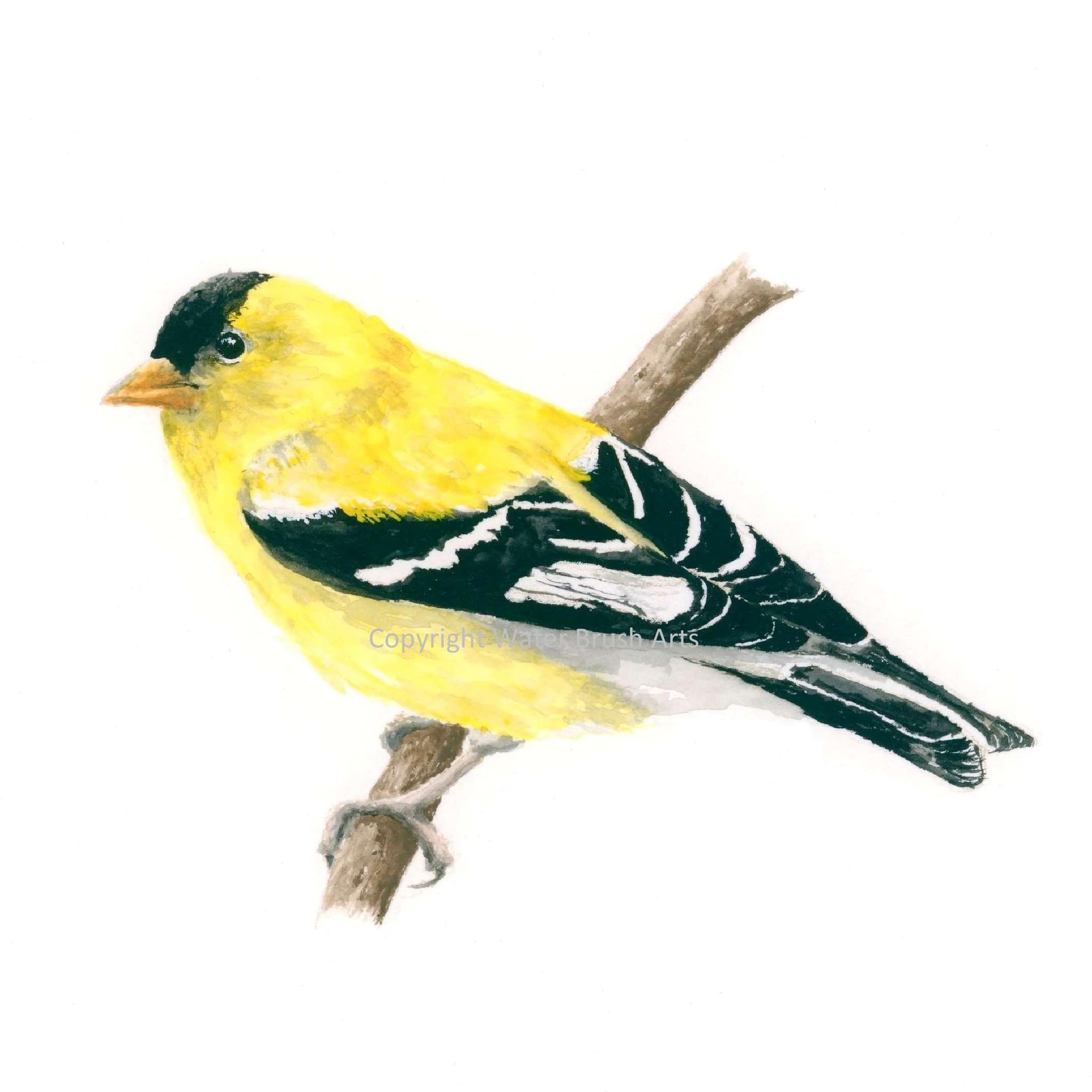 Goldfinch Watercolor Art Print - 4x6 Inches - Handmade Bird Painting for Home Decor, Office & Gift Ideas