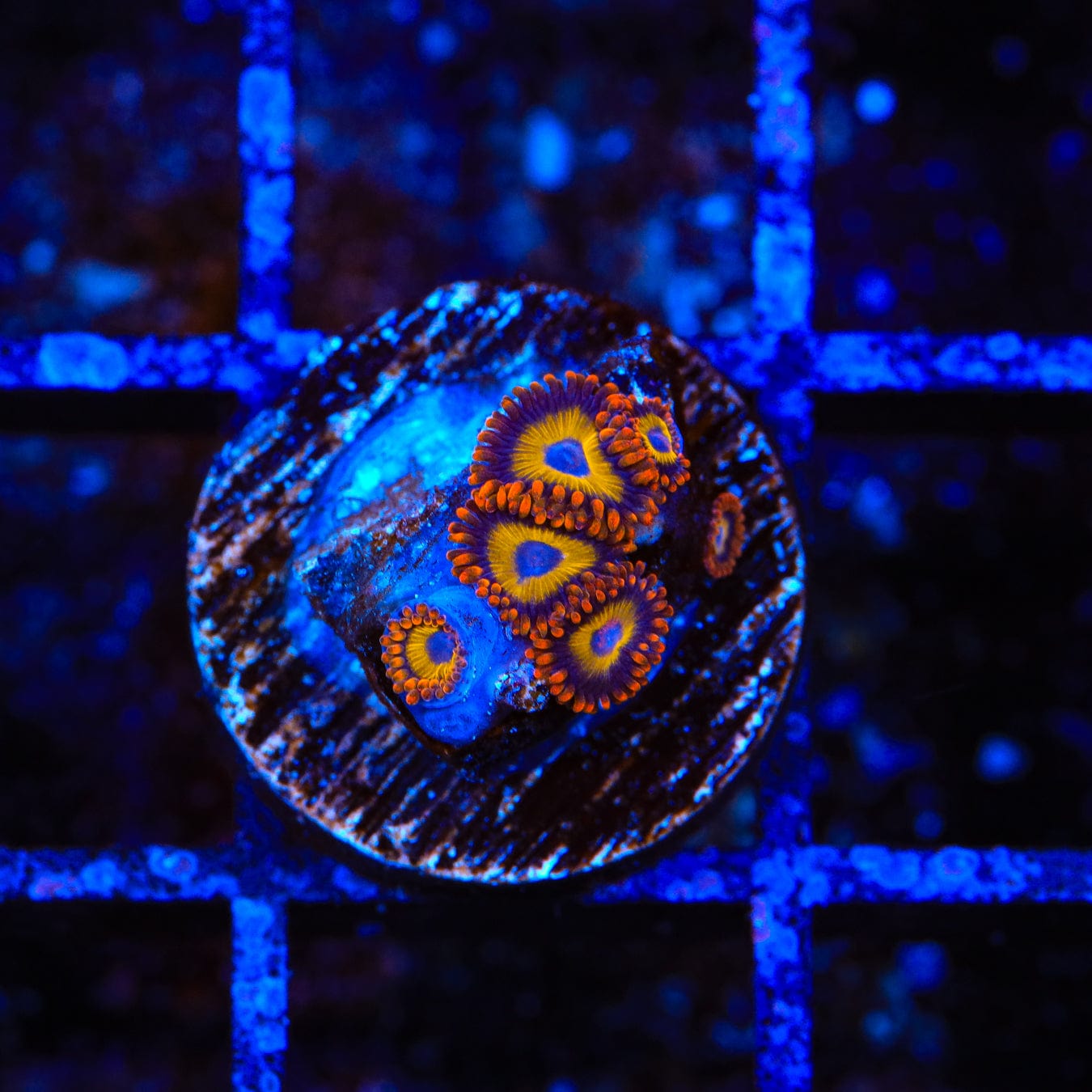 Premium Fruit Loops Zoanthids Coral - Vibrant Saltwater Aquarium Coral for Reef Tanks & Marine Aquascaping | Perfect for Home Aquariums & Coral Frag Racks