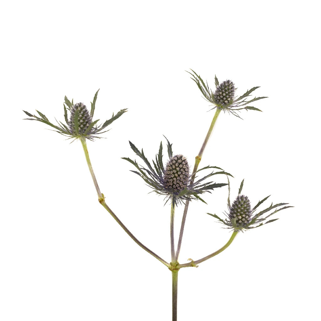 Blue Thistle Flower - Natural Dried Floral Decor for Home, Wedding, and DIY Crafts | Perfect for Bouquets, Centerpieces, and Rustic Decorations